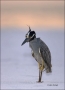 Florida;Heron;Nyctanassa-violacea;one-animal;close-up;color-image;nobody;photogr